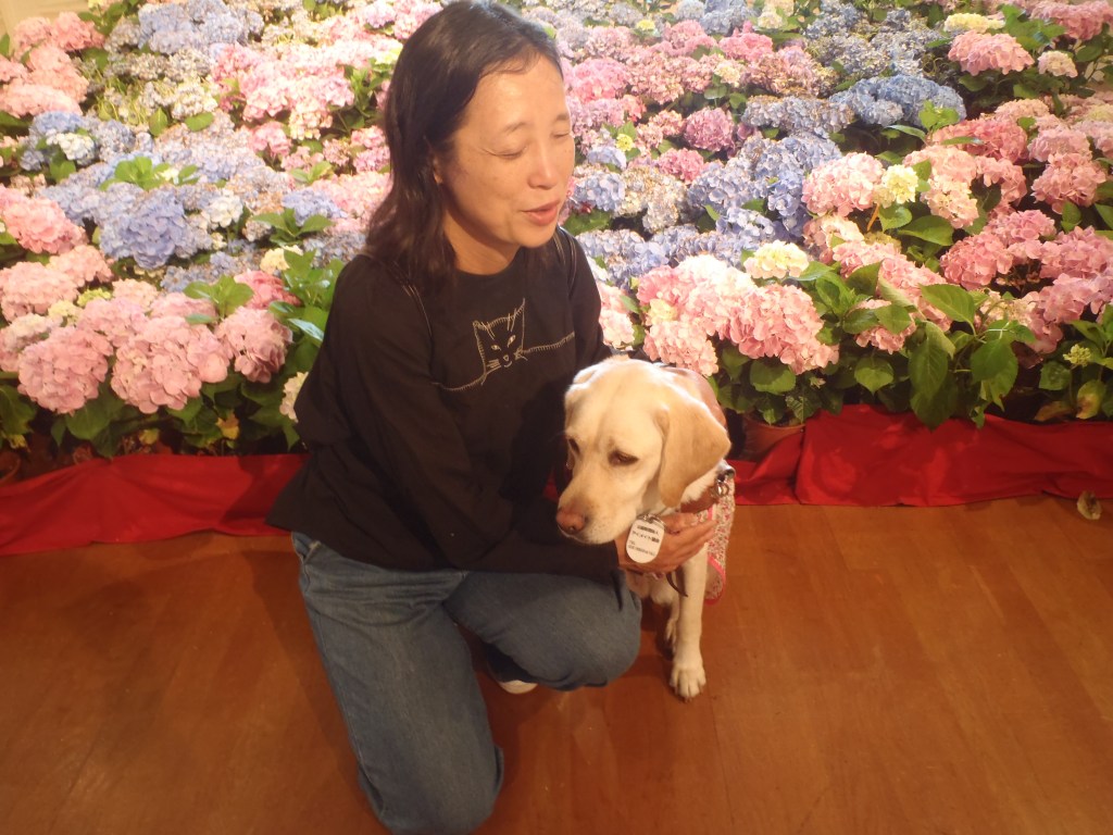 Yukiko san è seduta vicino al suo cane guida Lime chan. Vicino a loro ci sono delle splendide ortensie